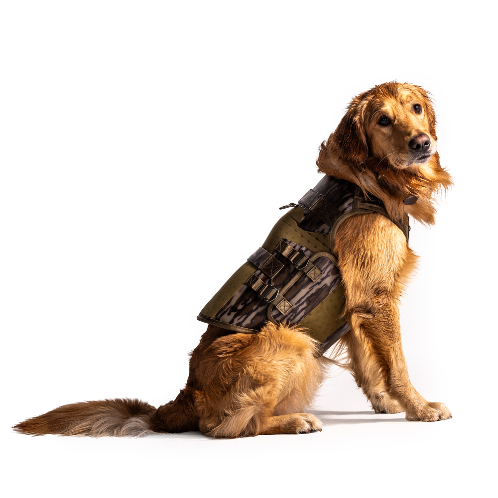 A golden retriever sits on a white background, calmly looking to the side while wearing the GUNNER Waterfowl Dog Vest Mossy Oak Bottomland® with a 5-Layer Performance System.
