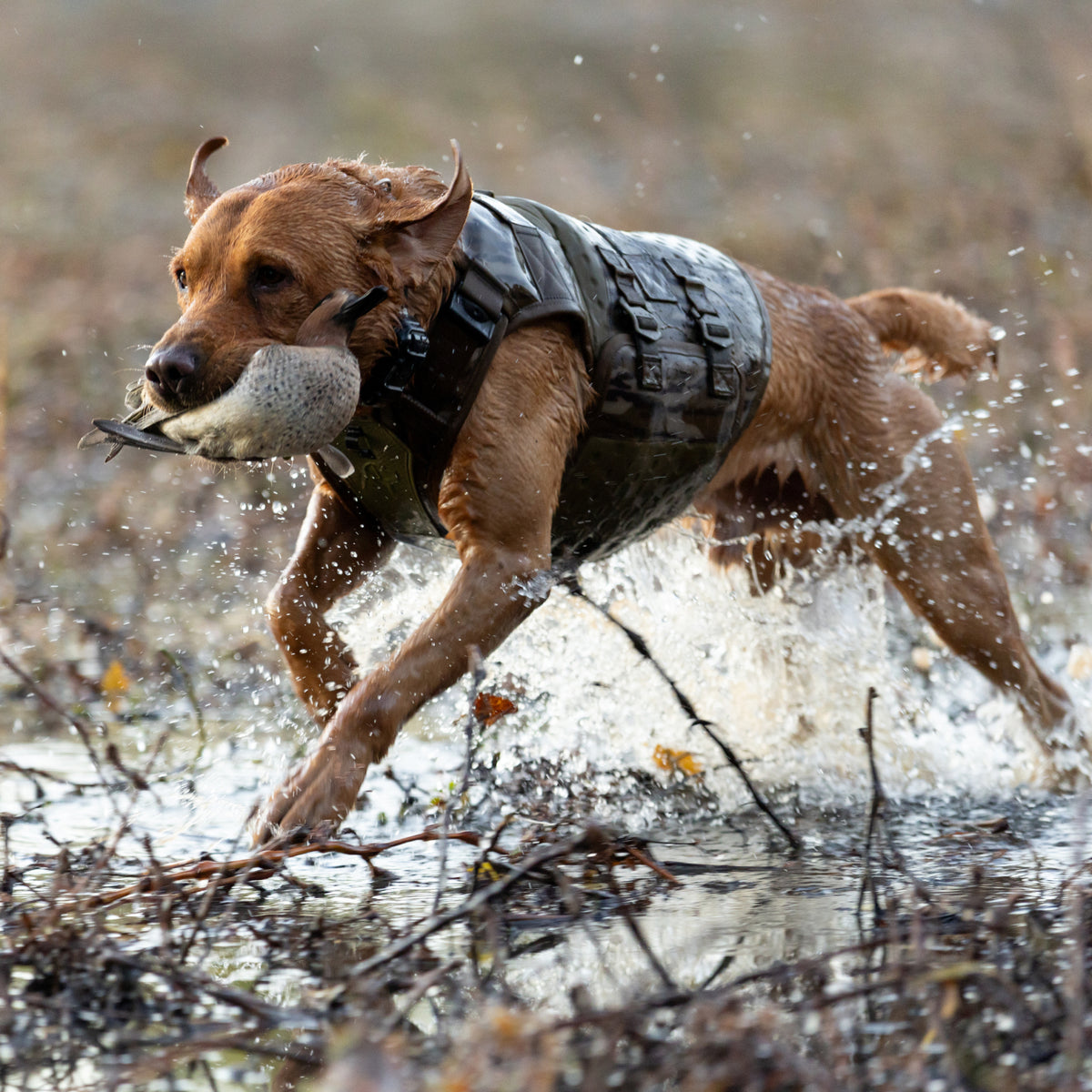A brown dog wearing the GUNNER Waterfowl Dog Vest in Mossy Oak Bottomland® runs energetically through shallow water and vegetation, a duck in its mouth. Water splashes as it moves forward in the 5-Layer Performance System vest.