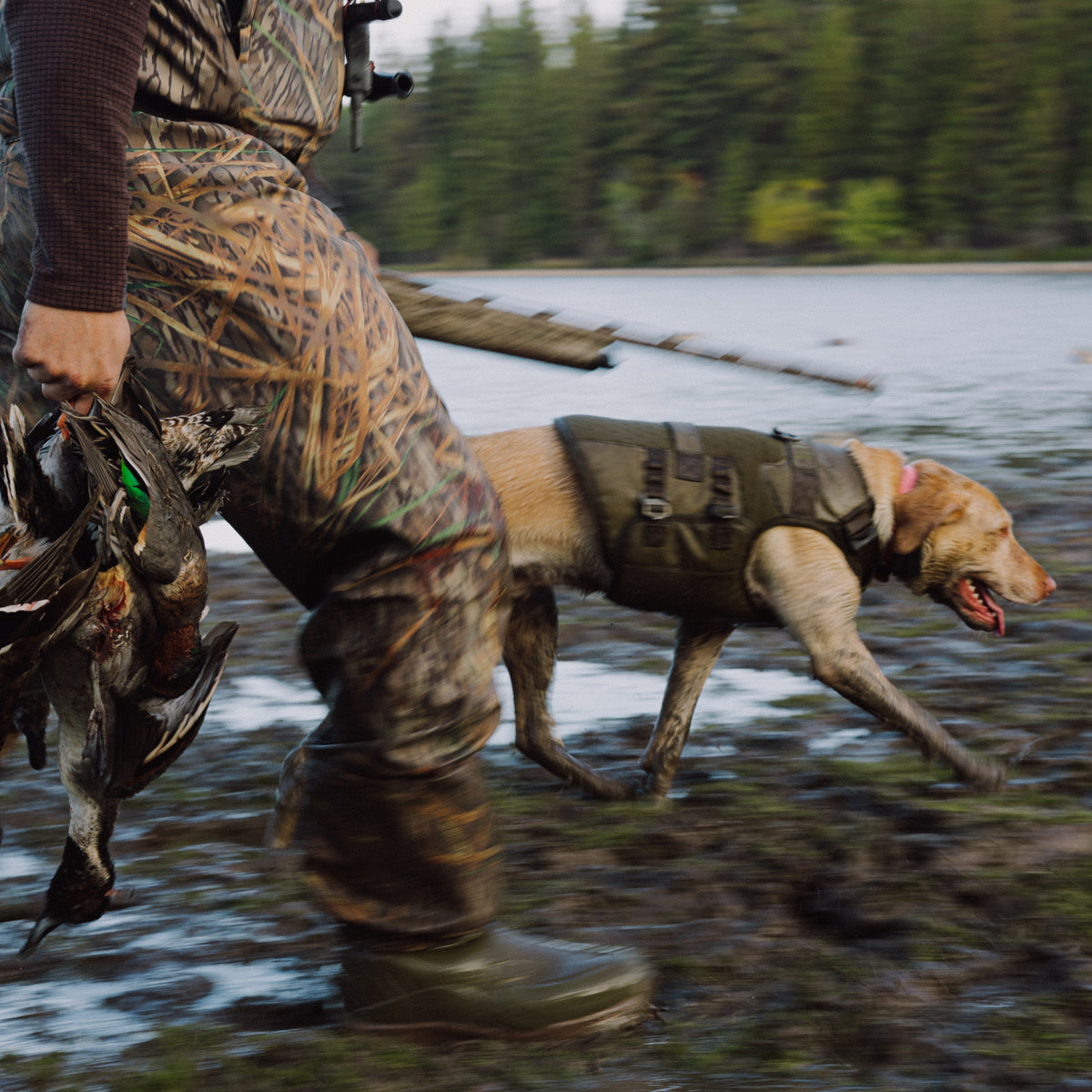A hunter in camouflage carries ducks and a rifle while walking beside their dog, outfitted in the GUNNER Waterfowl Dog Vest Marsh, along a muddy lakeshore with trees behind them.