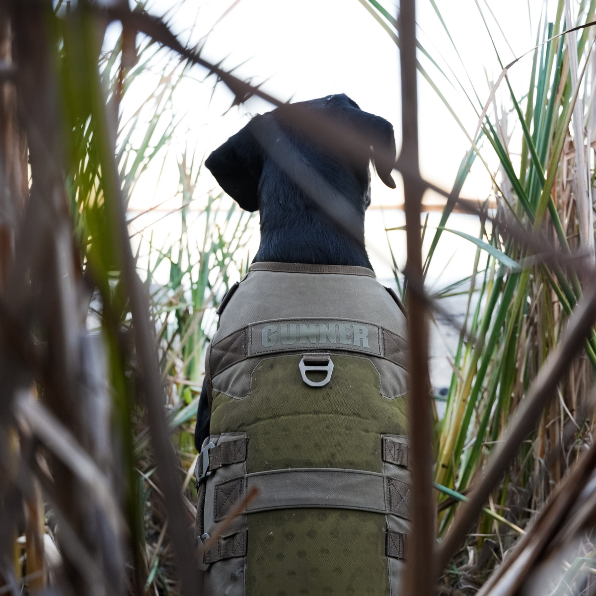 A black dog wearing a GUNNER Waterfowl Dog Vest Marsh sits in tall grass outdoors, facing away. The vest features a 5-Layer Performance System for protection and comfort.