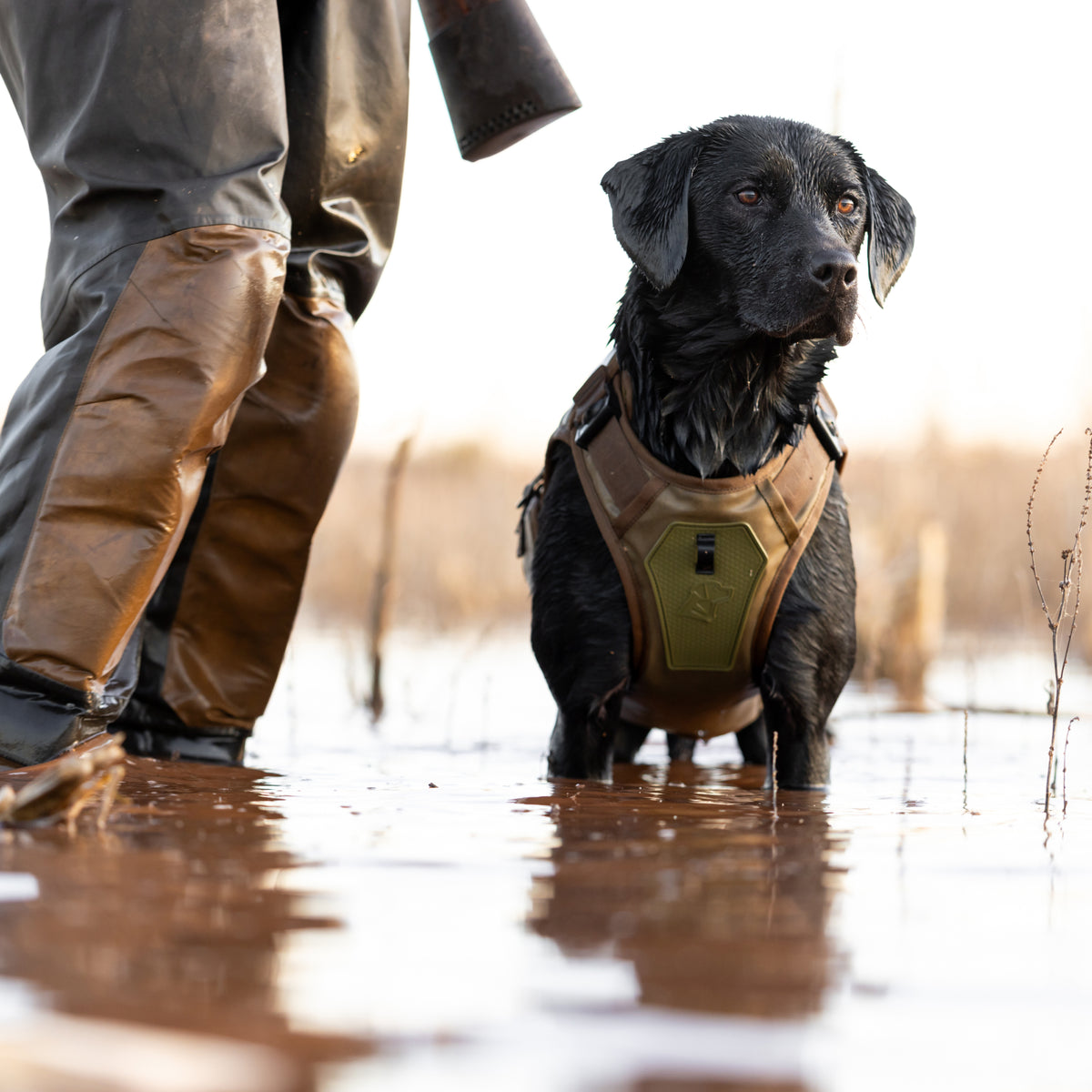 A black dog wearing the GUNNER Waterfowl Dog Vest Marsh stands in shallow water next to a person in brown waders, set outdoors in a wetland with dried grass and a blurred background.
