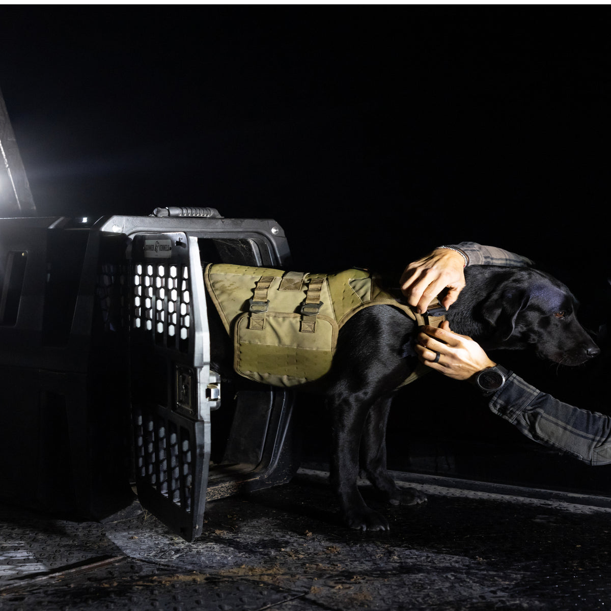 A black dog wearing a GUNNER Waterfowl Dog Vest Marsh stands halfway out of a crate at night as a person fastens the vest, illuminated by bright light.