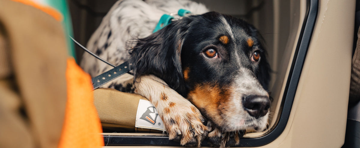 A black, white, and brown hunting dog with soulful eyes rests its head and front paws on the edge of a car seat, looking out of the vehicle. The dog wears a teal collar and leash—essential outdoor gear for any adventure.