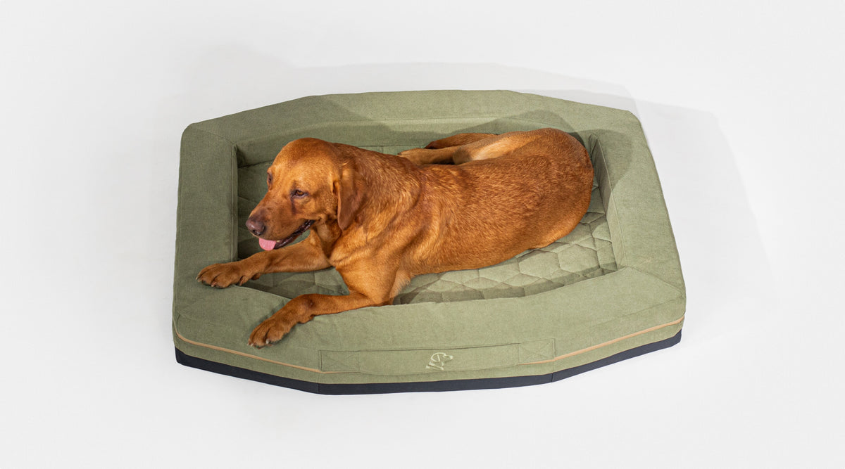 A brown working dog lies comfortably on a green, hexagon-shaped pet bed with a quilted center, against a plain white background.