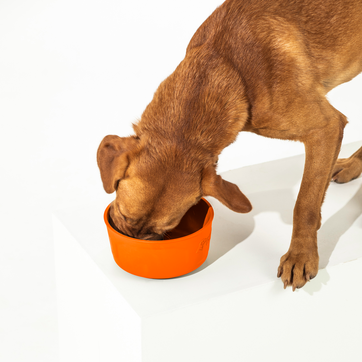 A brown dog eats from a GUNNER DOG BOWL - BLAZE ORANGE by GUNNER, its head down and front paws on a white platform—part of the Color Fetch collection.