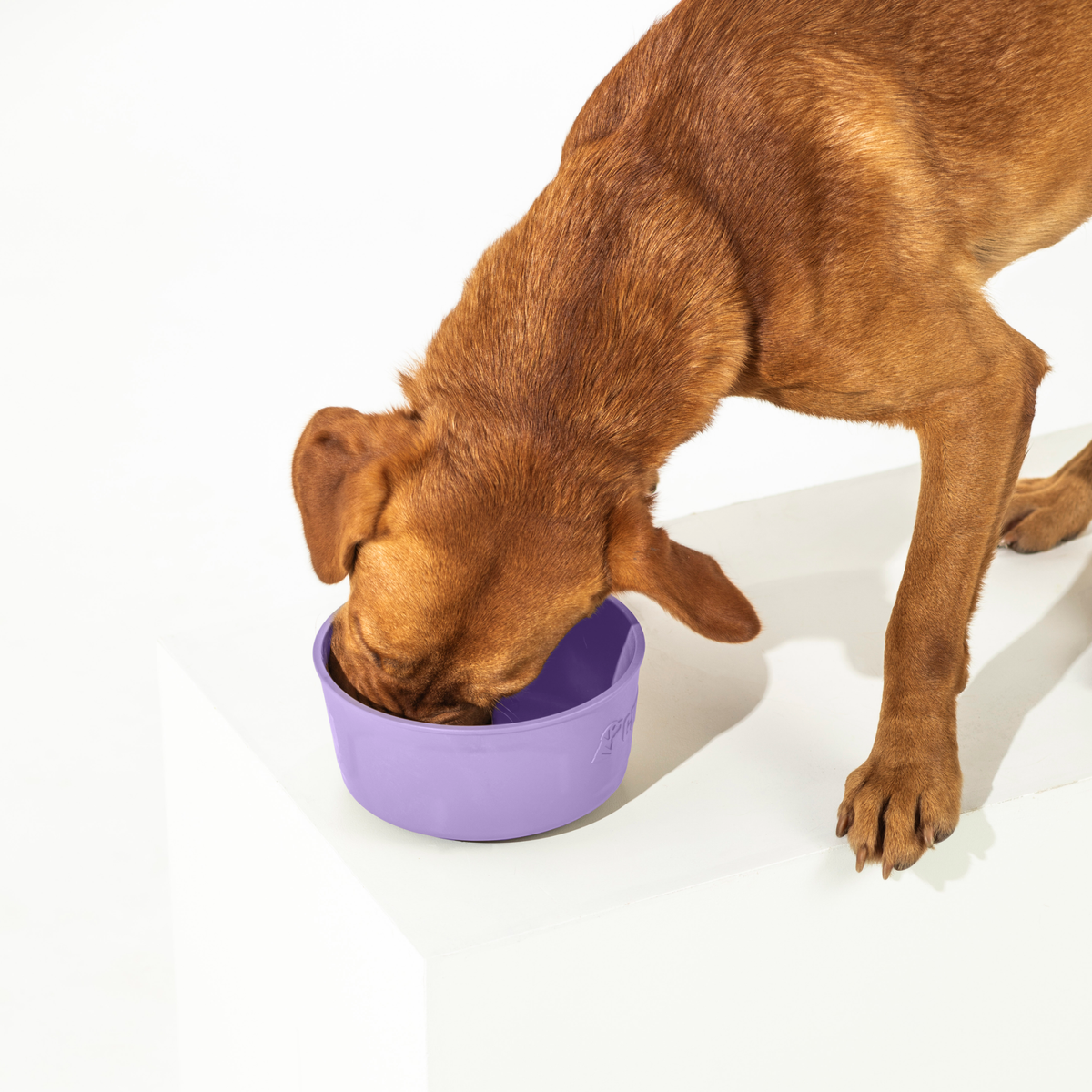 A brown dog stands on a white platform with its head lowered, enjoying a meal from the limited-edition GUNNER DOG BOWL - LAVENDER by GUNNER.