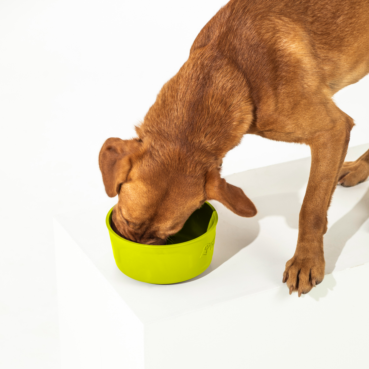 A brown dog stands on a white surface with its head inside a bright green GUNNER DOG BOWL - SULPHUR SPRINGS by GUNNER, eating or drinking. The dog is partially visible against a plain white background.