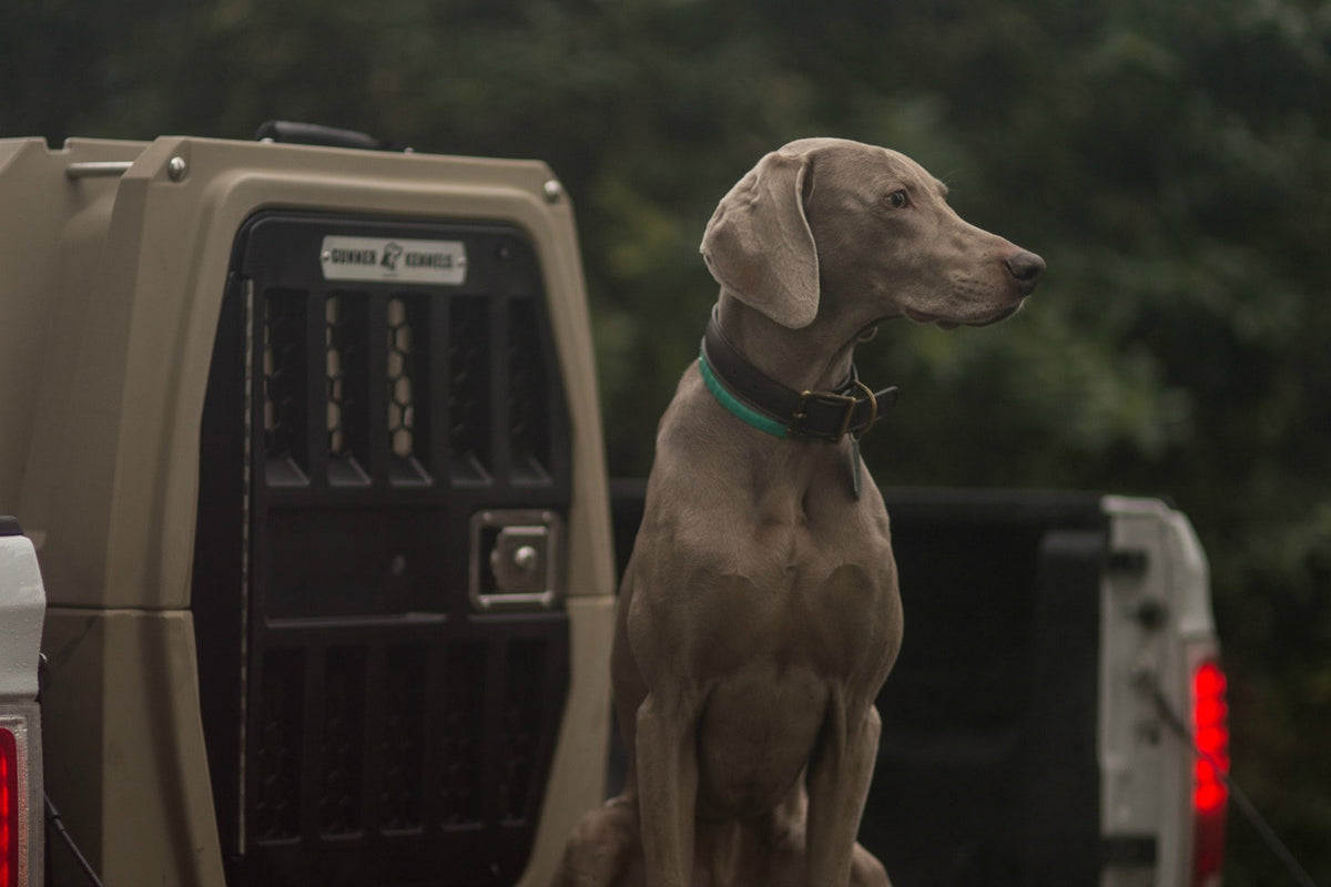A gray working dog with a teal collar sits in the back of a vehicle next to a large beige and black dog crate, against a blurred green background.