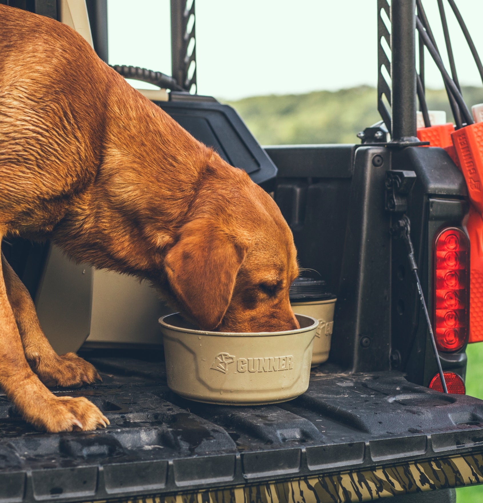A wet brown working dog drinks water from a bowl on the open tailgate of a vehicle, with outdoor gear and a green landscape visible in the background.