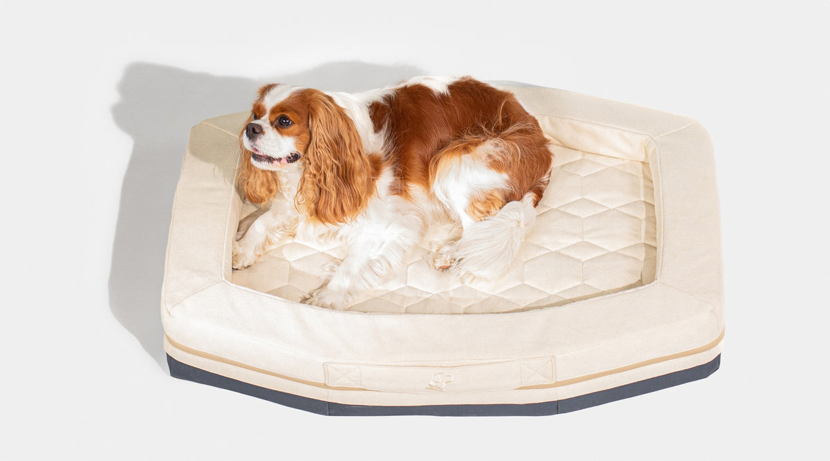 A brown and white Cavalier King Charles Spaniel lies on a beige, hexagon-shaped dog bed with quilted detailing, set against a plain white background, resting comfortably outside its cozy dog crate.